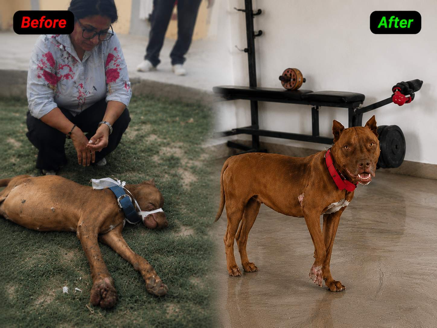 Billo Rescue Story