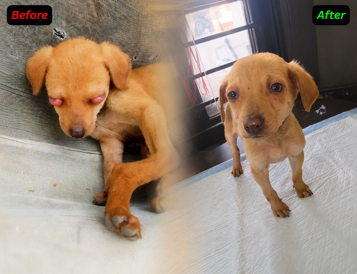 Chabbi Rescue Story