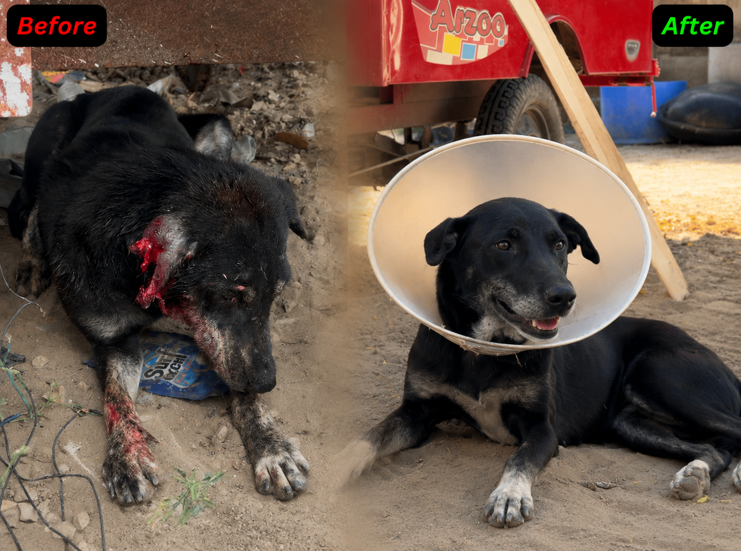 Nandu Recovery Story
